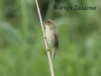 Kleine Karekiet [Acrocephalus scirpaceus]